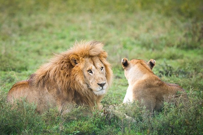 3-Day Taste of Tanzania Safari (Tarangire National park and Ngorongoro Crater) - A guide can shape the whole safari