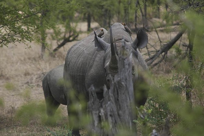3-Day Taste of Tanzania Safari (Tarangire National park and Ngorongoro Crater) - What the $900 price really buys