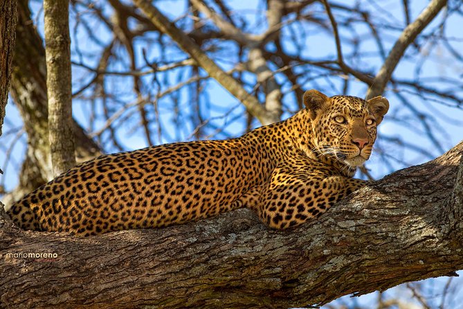 3-Day Taste of Tanzania Safari (Tarangire National park and Ngorongoro Crater) - Should you book this Tanzania safari?