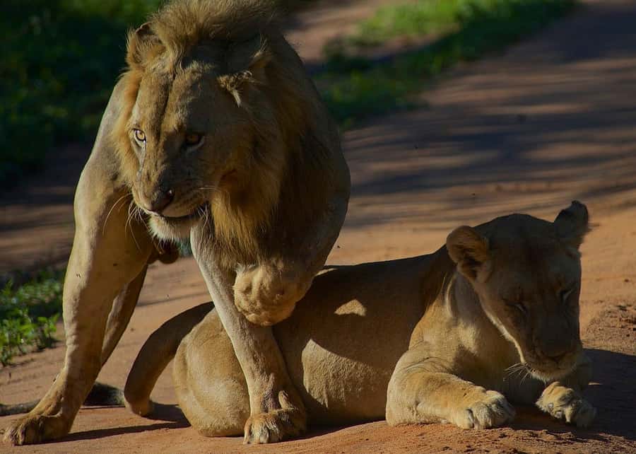 3-day unforgettable memories from Dar-es-Salaam to Mikumi NP - Key points to know before booking