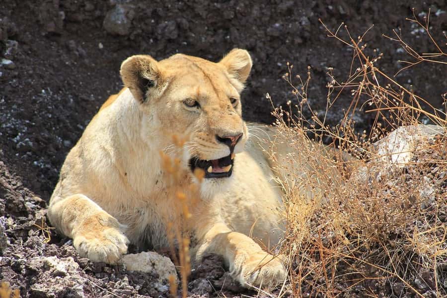 3-day unforgettable memories from Dar-es-Salaam to Mikumi NP - Day two: Mikumi’s main game drive