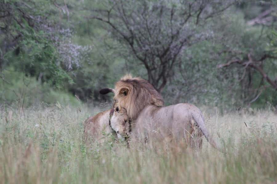 3-day unforgettable memories from Dar-es-Salaam to Mikumi NP - Guides, languages, and how the trip runs