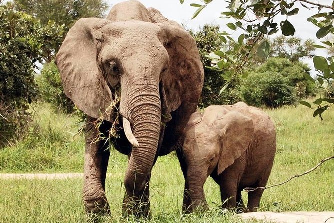 3 Days 2 Nights Adventures At Mikumi National Park - Is $666.67 good value?