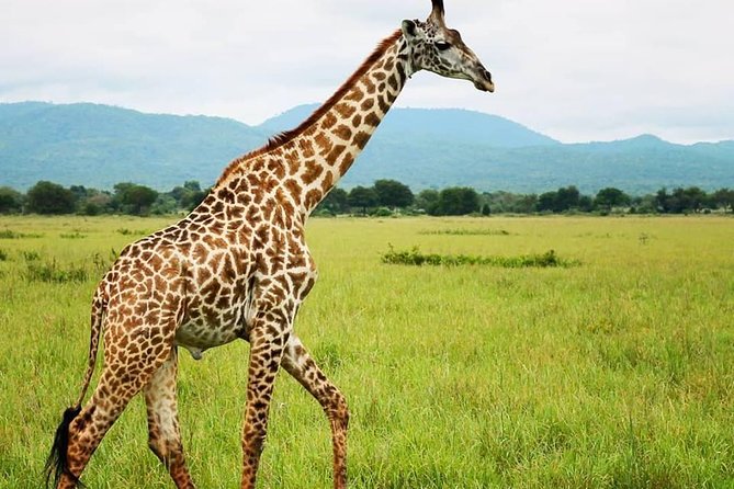 3 Days 2 Nights Adventures At Mikumi National Park - The early road to the park