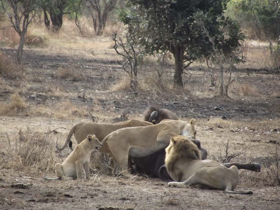 3 Days 2 Nights Amazing Masai Tour & Mikumi National Park - A full day among Mikumi’s animals