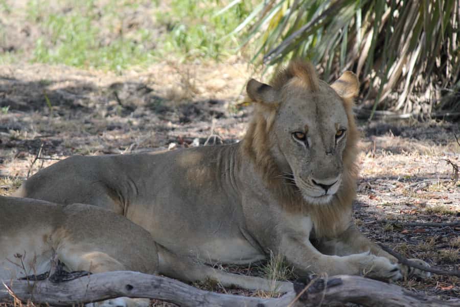 3 Days 2 Nights Amazing Masai Tour & Mikumi National Park - The Land Cruiser and the value of a private group