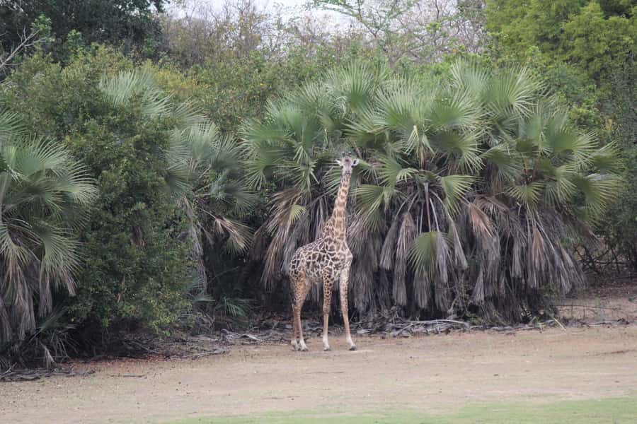 3 Days 2 Nights Amazing Masai Tour & Mikumi National Park - Day three: a practical return to Dar es Salaam