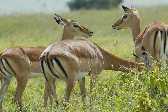 3 Days 2 Nights Group Joining Serengeti and Ngorogoro Safari - Key points at a glance