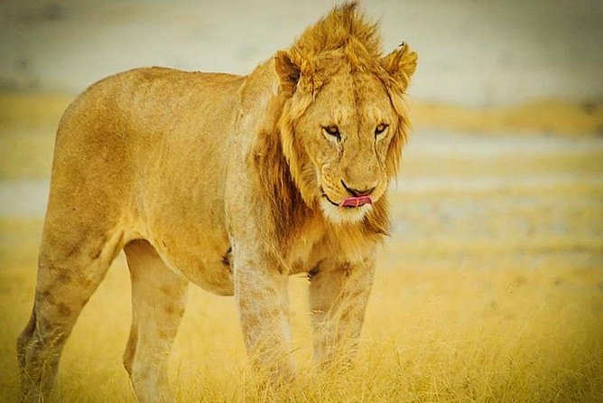 3 Days 2 Nights Group Joining Serengeti and Ngorogoro Safari - What this three-day safari really covers