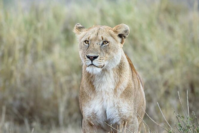 3 Days 2 Nights Group Joining Serengeti and Ngorogoro Safari - Is $900 a good value?