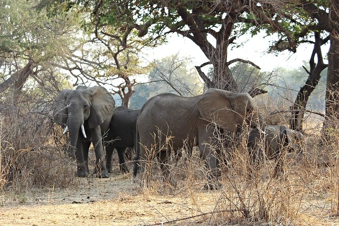 3 Days 2 Nights Group Joining Serengeti and Ngorogoro Safari - Who should book this safari?