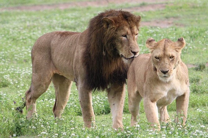 3 Days 2 Nights Group Joining Serengeti and Ngorogoro Safari - Day two: sunrise, predators, and the road back