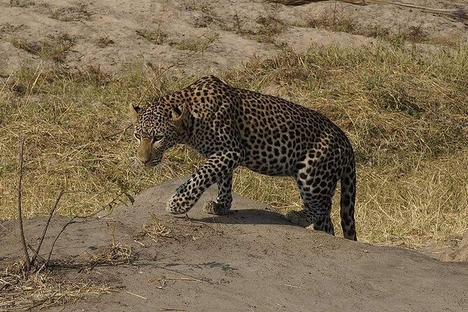 3 Days 2 Nights Mikumi National Park from Dar es salaam road trip - Day three: morning wildlife and the return to Dar es Salaam