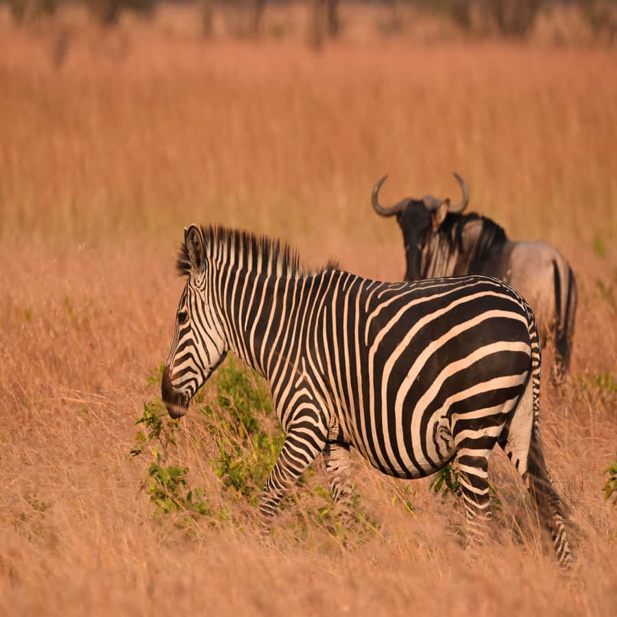 3 Days / 2 Nights Mikumi Safari by SGR Train from Zanzibar - Why Mikumi works well for a short safari