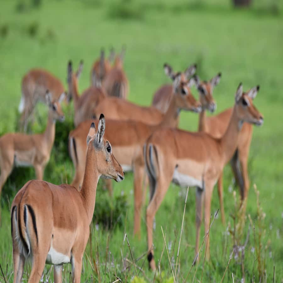3 Days / 2 Nights Mikumi Safari by SGR Train from Zanzibar - The Maasai boma visit adds a human element