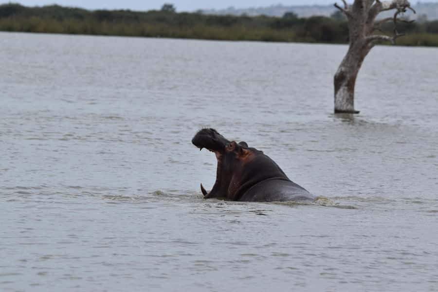 3 Days / 2 Nights Mikumi Safari by SGR Train from Zanzibar - What the $700 price really covers