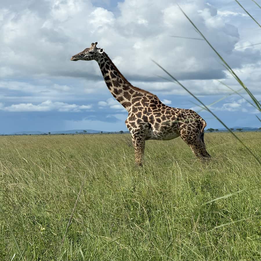 3 Days / 2 Nights Mikumi Safari by SGR Train from Zanzibar - Who should book this Mikumi safari?