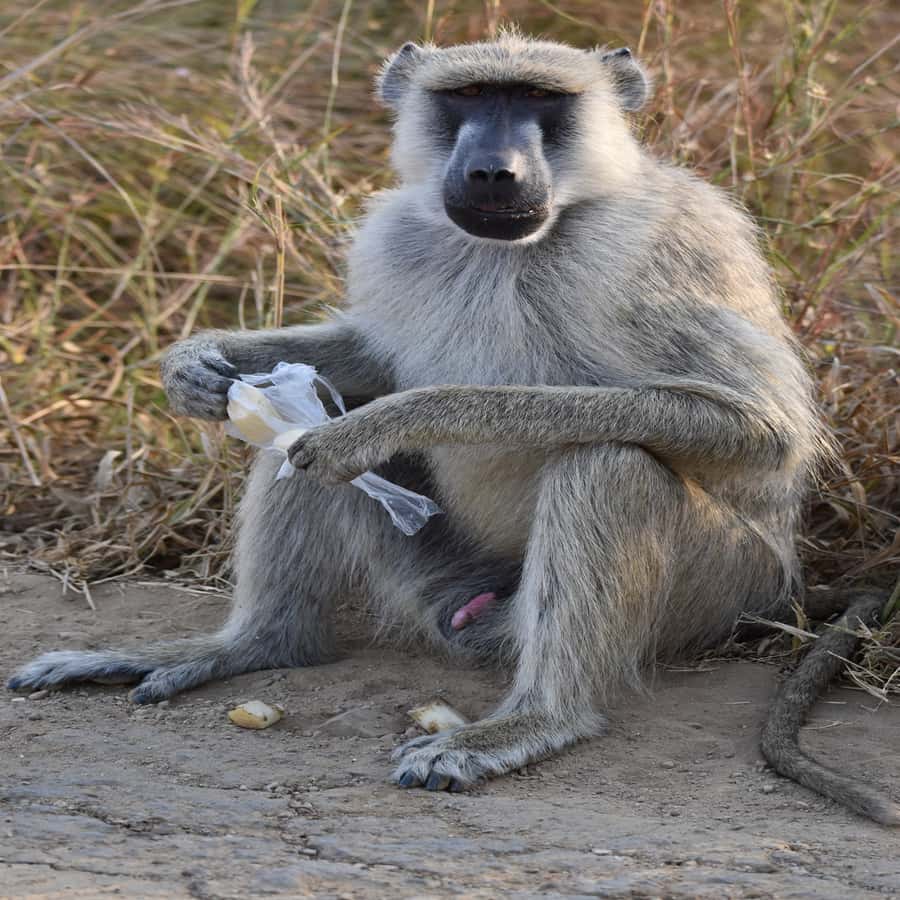3 Days / 2 Nights Mikumi Safari by SGR Train from Zanzibar - Should you book the three-day Mikumi trip?