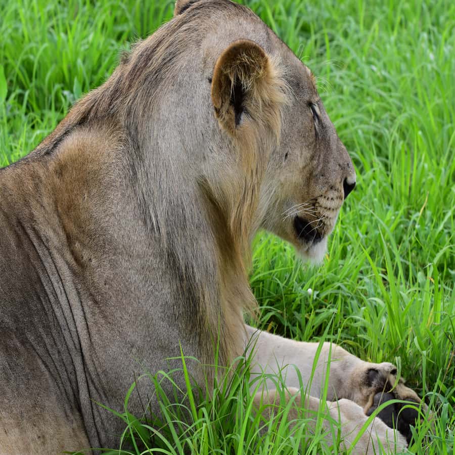 3 Days / 2 Nights Mikumi Safari by SGR Train from Zanzibar - Day 1: Zanzibar to Mikumi by ferry, SGR, and road