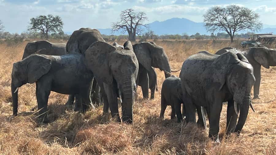 3 DAYS, 2 NIGHTS SAFARI FROM ZANZIBAR TO MIKUMI BY FERRY. - Practical preparation for the ferry, train, and safari
