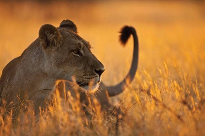 3 Days 2 Nights Serengeti, Ngorongoro & Tarangire Wildlife Lodge Safari - Private touring and guide quality
