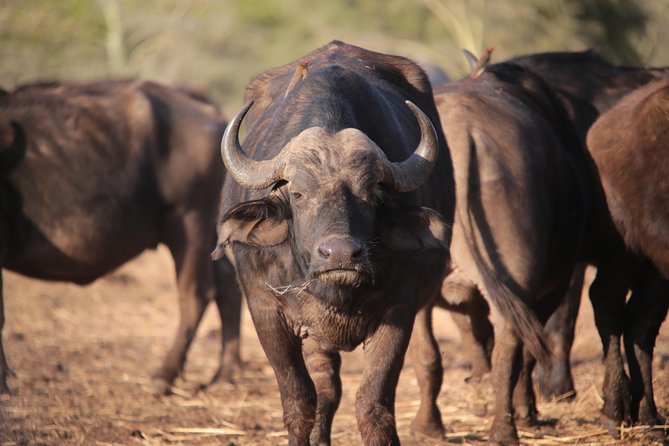 3-Days 2-nights Tanzania Private Budget Camping Safari - Your first Serengeti game drive