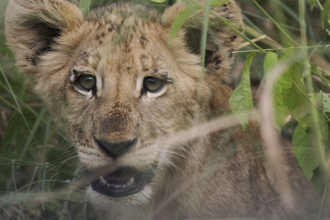 3-Days 2-nights Tanzania Private Budget Camping Safari - Ngorongoro adds a second kind of scenery