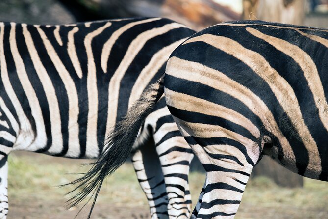 3-Days 2-nights Tanzania Private Budget Camping Safari - Why the private format matters
