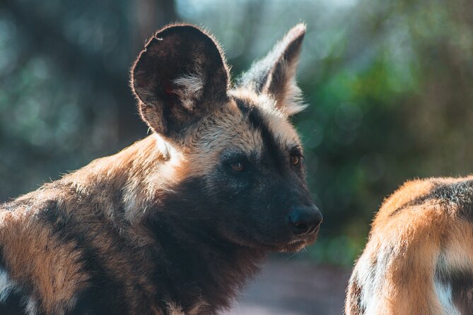 3-Days 2-nights Tanzania Private Budget Camping Safari - Is $1,626 a fair safari price?