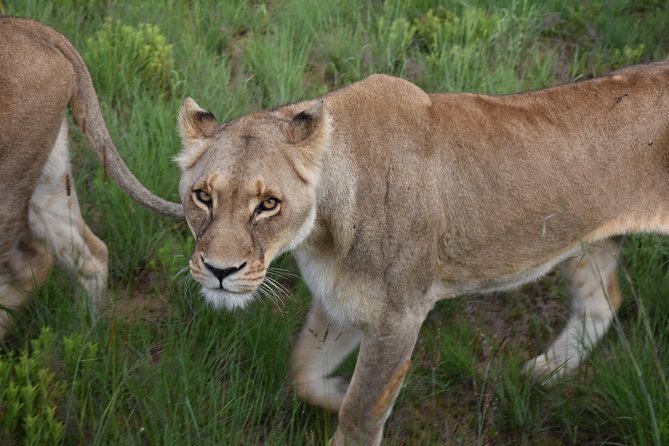 3-Days 2-nights Tanzania Private Budget Camping Safari - What the operator’s praise tells you