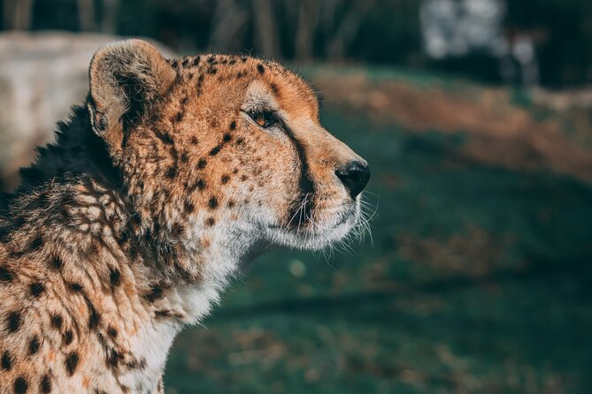3-Days 2-nights Tanzania Private Budget Camping Safari - Who should book this safari?