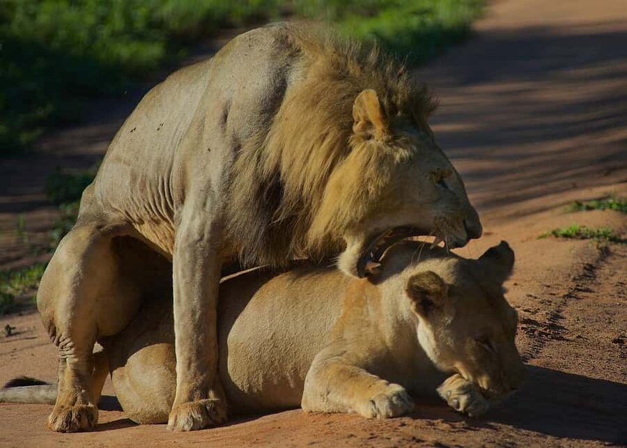 3-days adventure from Dar-es-Salaam to Mikumi National Park - Why Mikumi works from Dar es Salaam