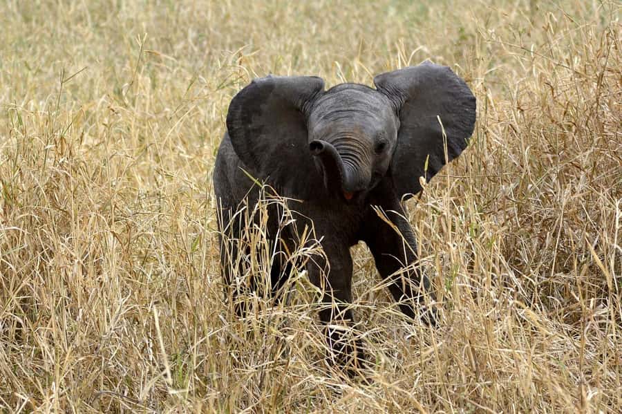 3-days adventure from Dar-es-Salaam to Mikumi National Park - Day 2: A full day among Mikumi’s wildlife