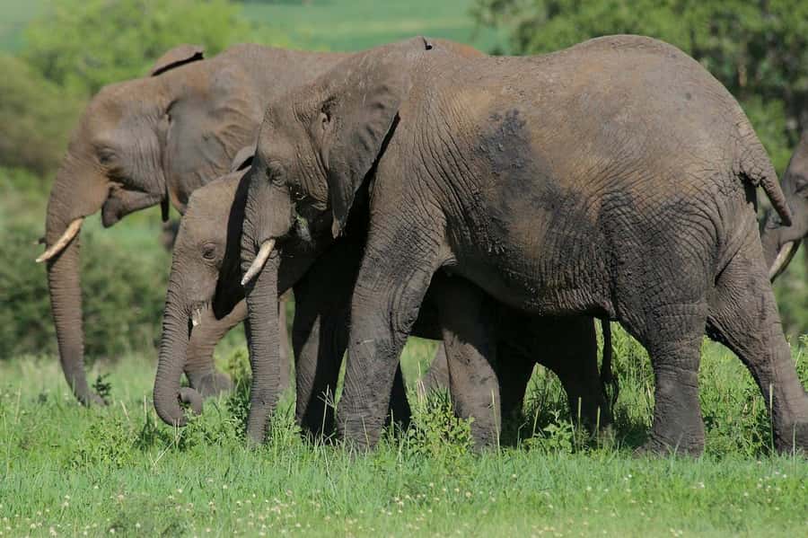 3-days adventure from Dar-es-Salaam to Mikumi National Park - What the $450 price really covers