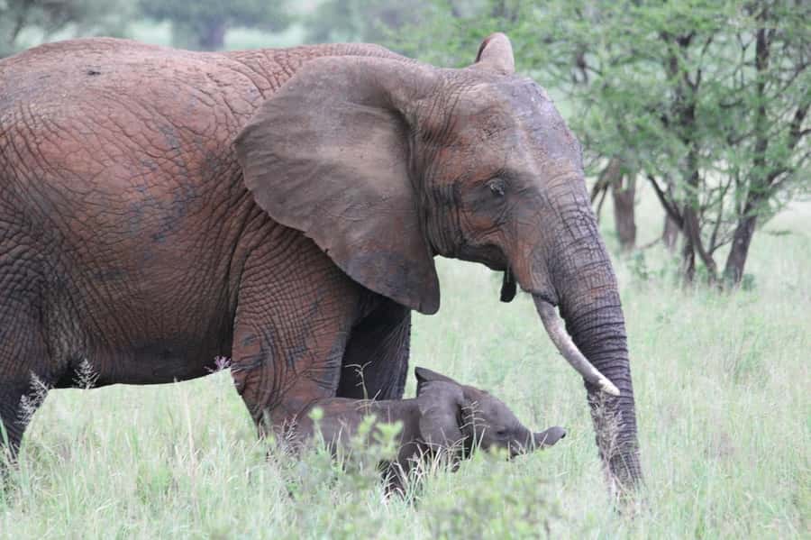 3-days adventure from Dar-es-Salaam to Mikumi National Park - Who should book this Mikumi safari?