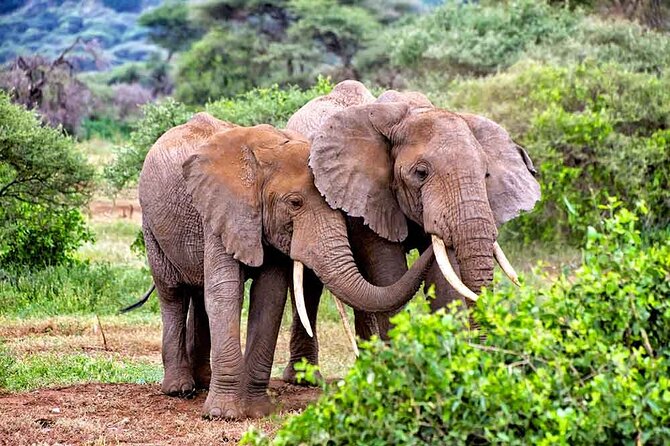3 Days All Inclusive Zanzibar to Tarangire Ngorongoro - What this Zanzibar safari actually covers