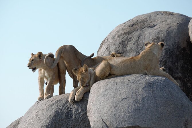 3 Days All Inclusive Zanzibar to Tarangire Ngorongoro - Ngorongoro Crater and the strongest wildlife day