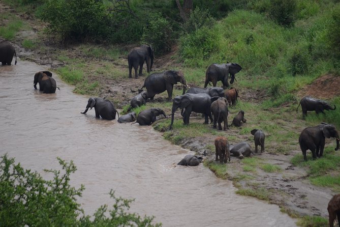 3 Days All Inclusive Zanzibar to Tarangire Ngorongoro - Lake Manyara’s forests, birds, and tree-climbing lions