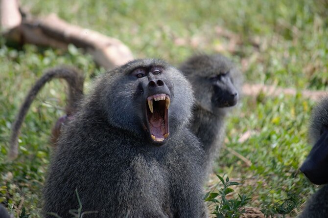 3 Days All Inclusive Zanzibar to Tarangire Ngorongoro - Meals, vehicle comfort, and the daily rhythm