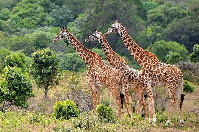 3 Days All Inclusive Zanzibar to Tarangire Ngorongoro - Tarangire and its elephant country
