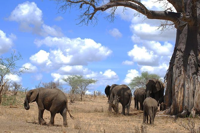 3 Days Amzing Safari in Tarangire and Nngorongoro - Day one: the elephant country of Tarangire