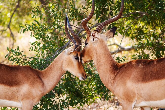 3 Days Amzing Safari in Tarangire and Nngorongoro - Big Five expectations and what you may actually see
