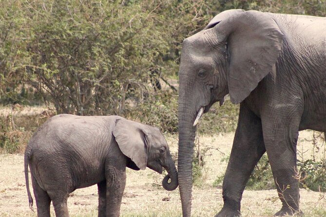 3 Days Amzing Safari in Tarangire and Nngorongoro - Transport, timing, and the practical side of the trip