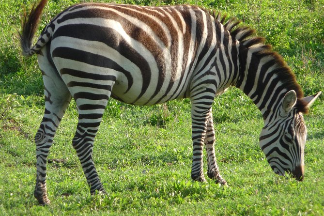 3 Days Amzing Safari in Tarangire and Nngorongoro - Who will enjoy this safari most