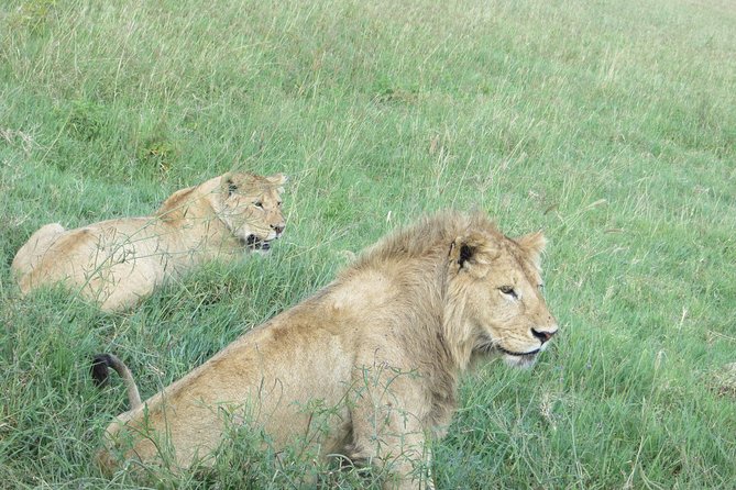 3 Days Amzing Safari in Tarangire and Nngorongoro - Day two: the Ngorongoro Crater descent