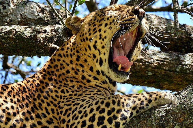 3 Days Big 5 Tour and Culture in Tanzania - Meals, transport, and what $1,150 buys you