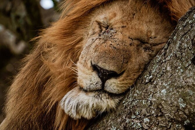 3 Days Big 5 Tour and Culture in Tanzania - Who should choose this safari