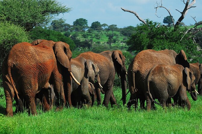 3 Days Big Five Unforgetable Lodging Tanzania Safari - Tarangire lodging and the value of two nights