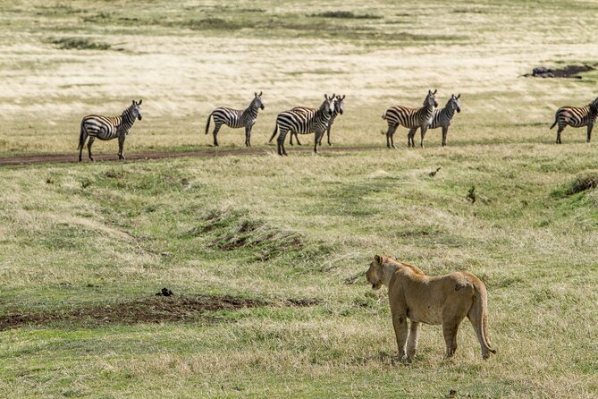 3 Days Big Five Unforgetable Lodging Tanzania Safari - Day three: Lake Manyara before the return to Arusha