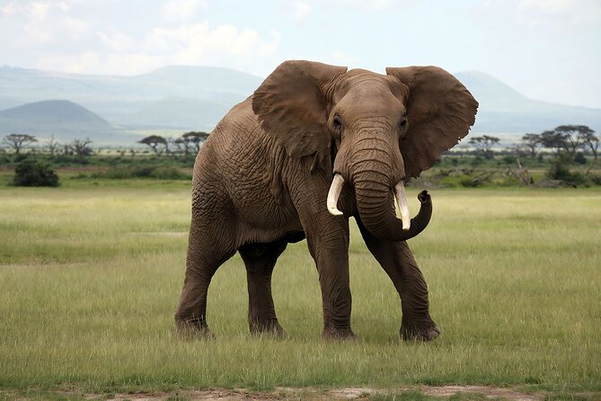 3 Days Big Five Unforgetable Lodging Tanzania Safari - What private touring changes